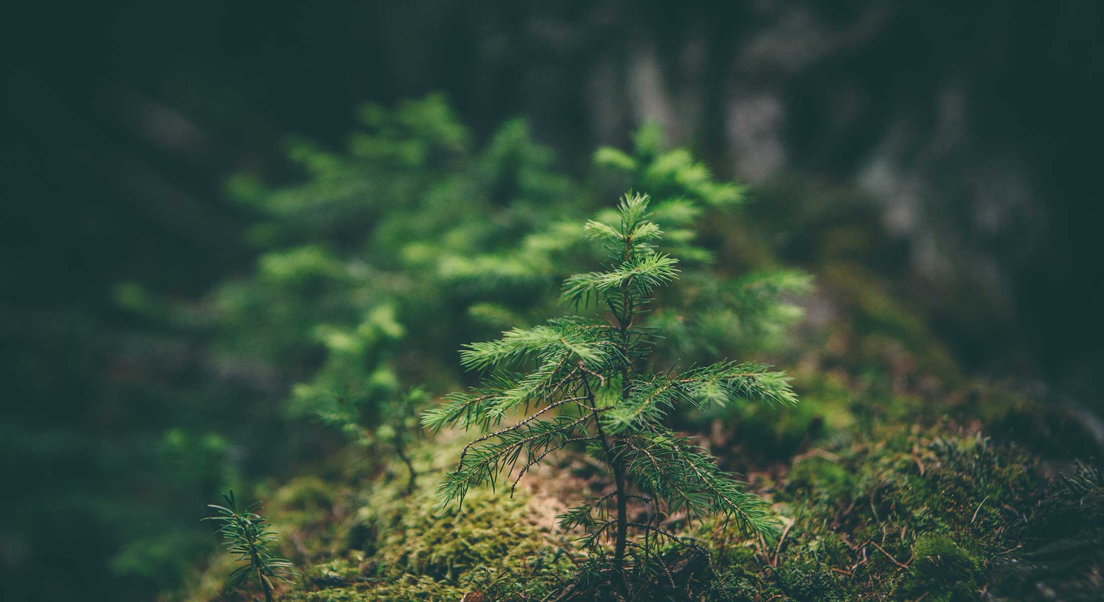Pieni kuusi metsässä. Kuvituskuva.